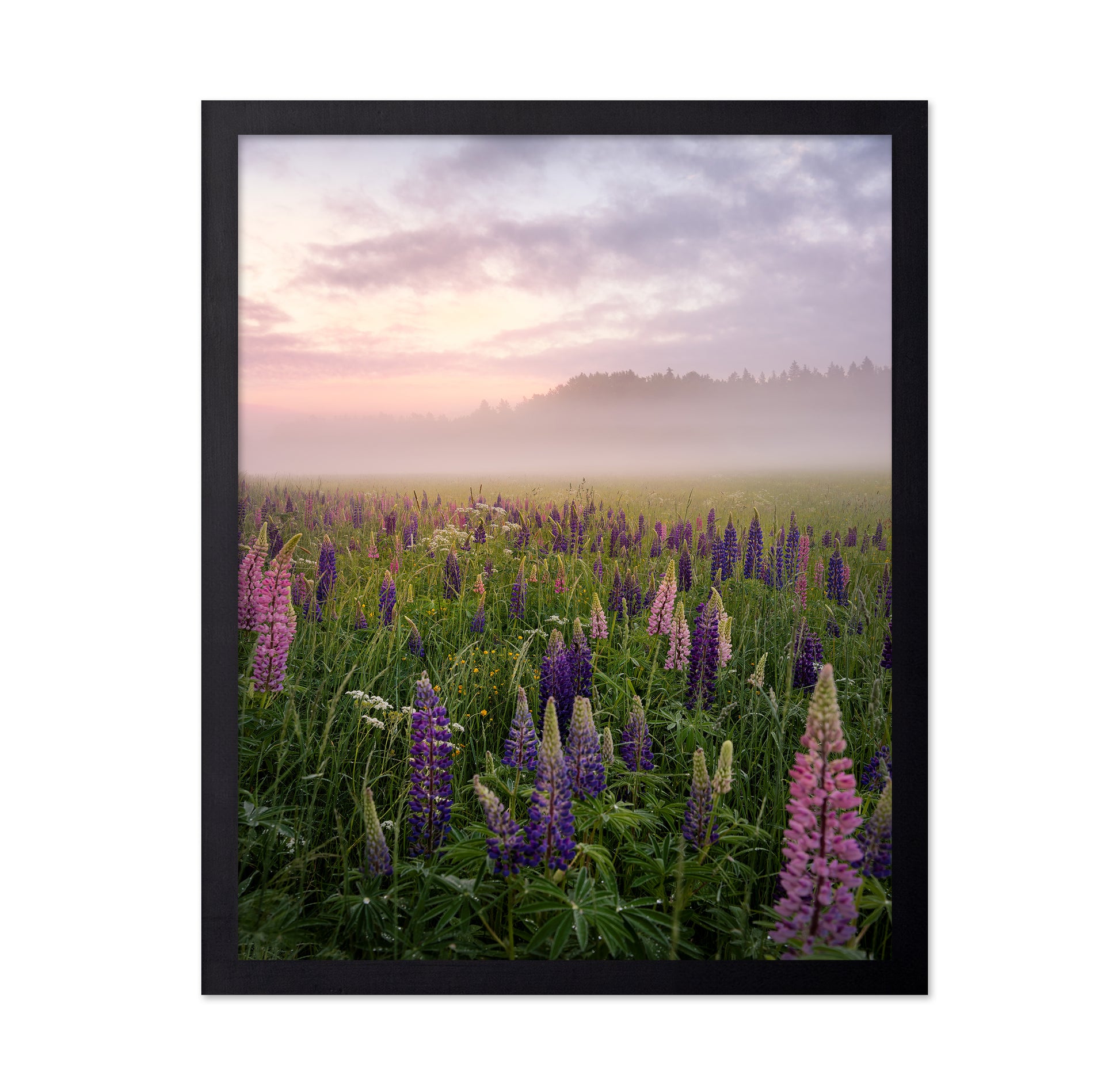 Lupines in Fog