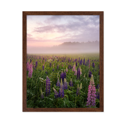 Lupines in Fog