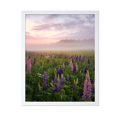 Lupines in Fog
