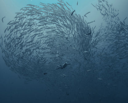 School Fish