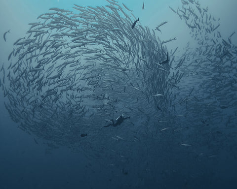School Fish