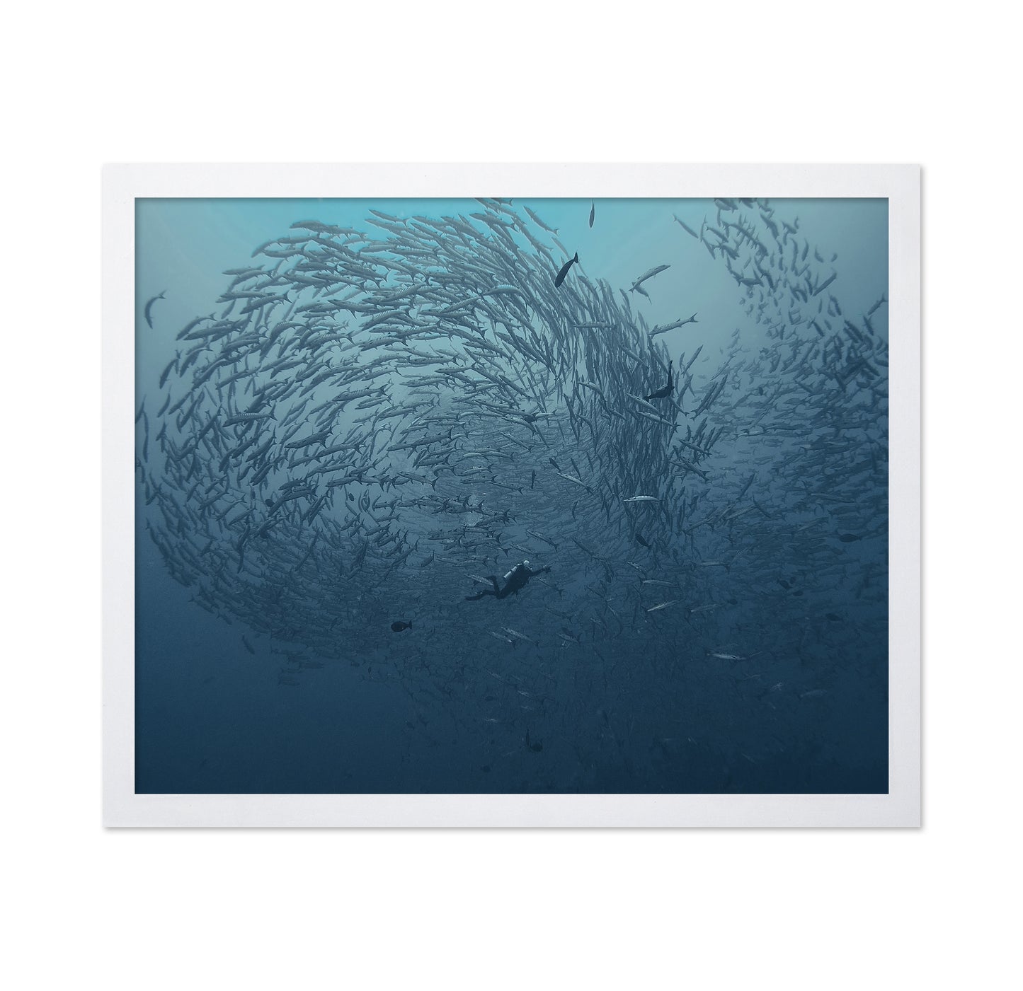 School Fish