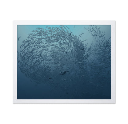 School Fish