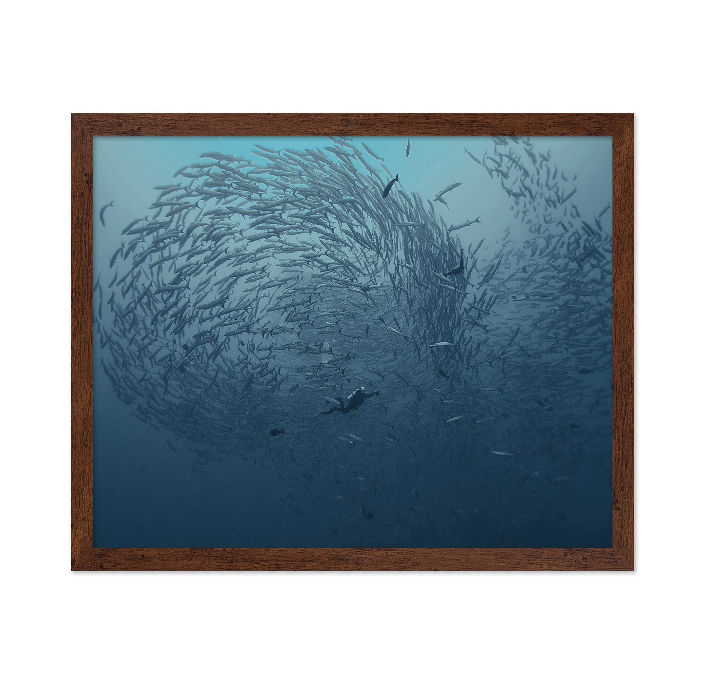 School Fish
