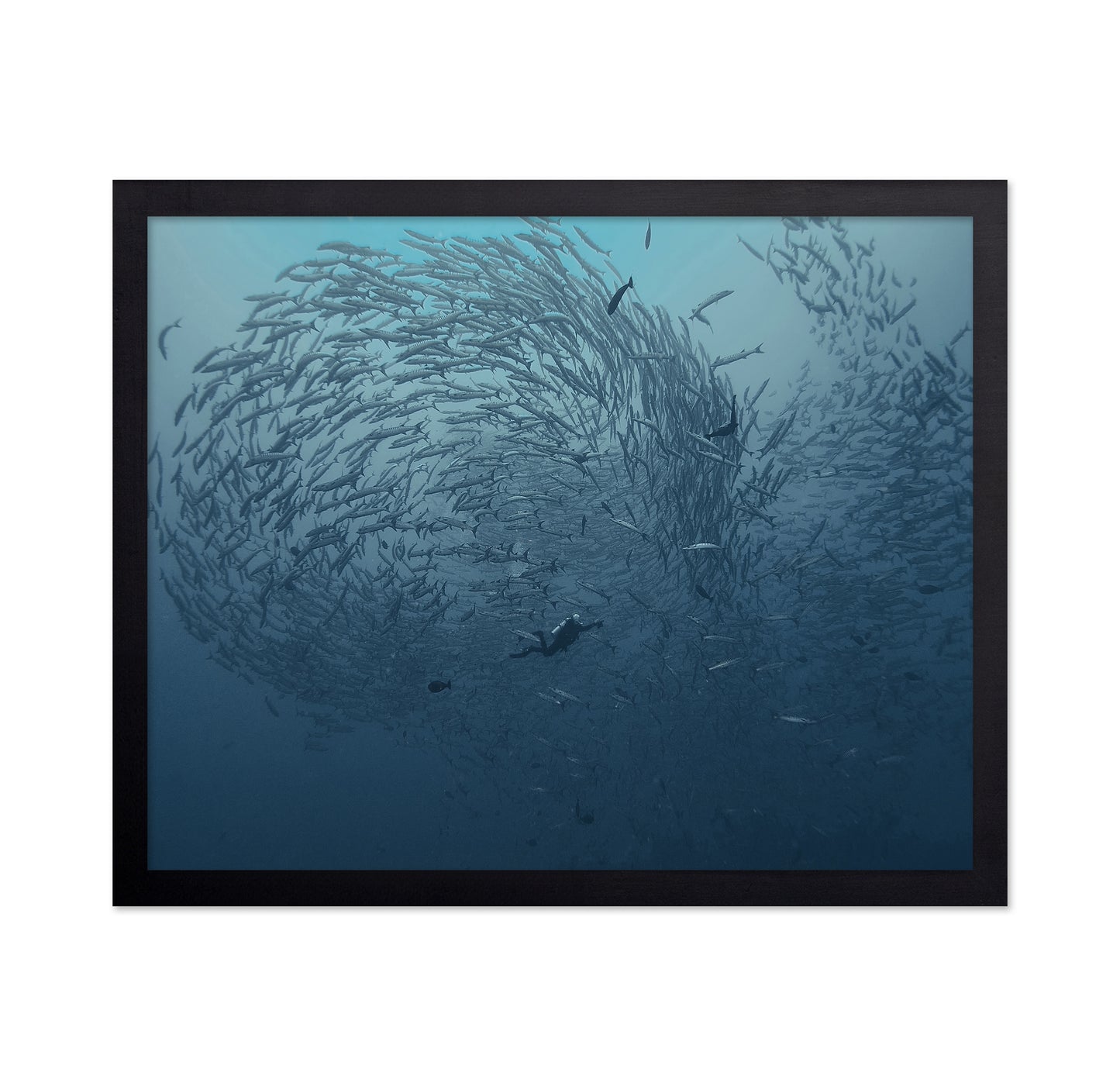 School Fish