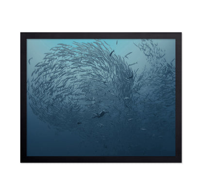 School Fish