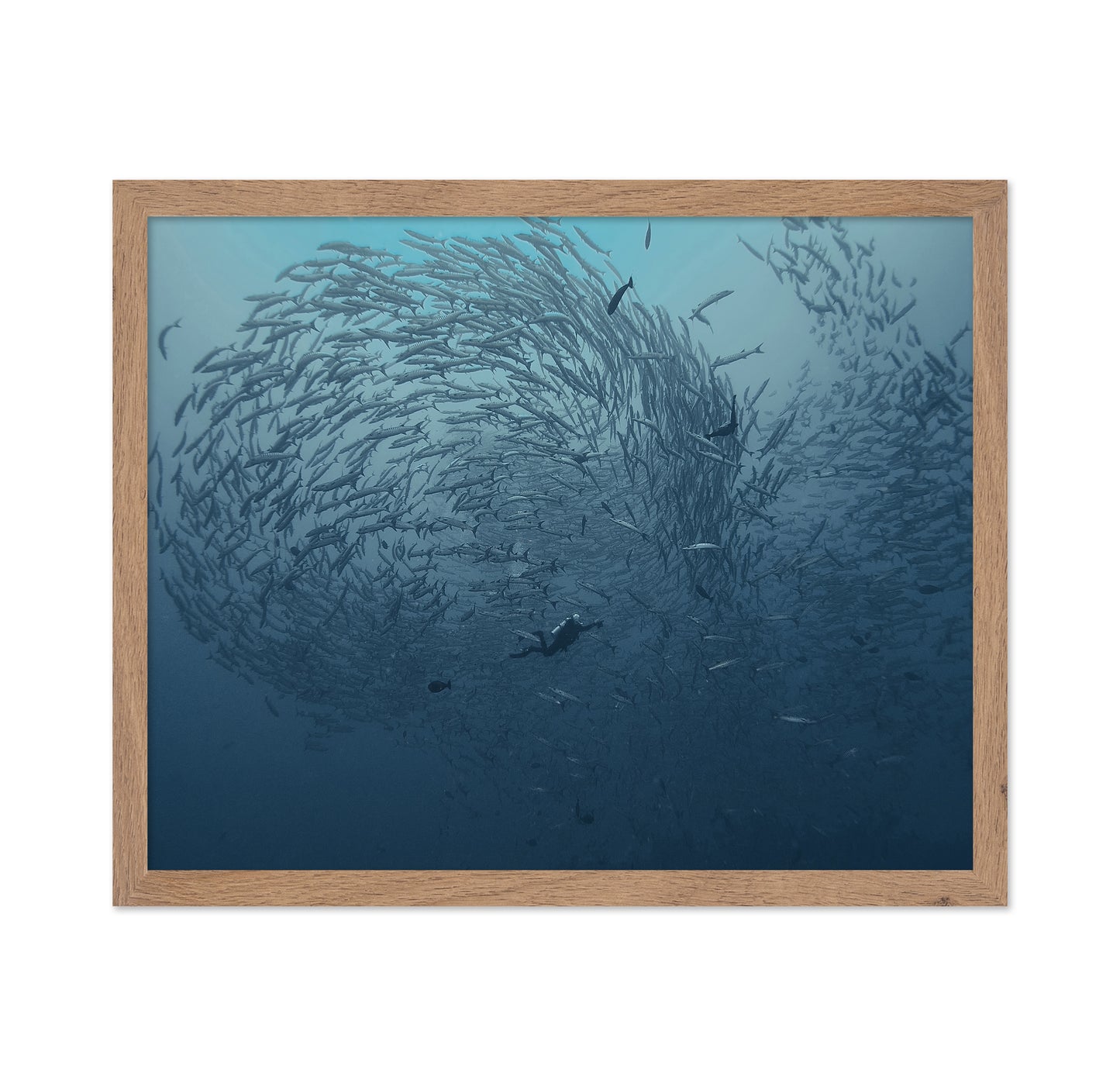 School Fish
