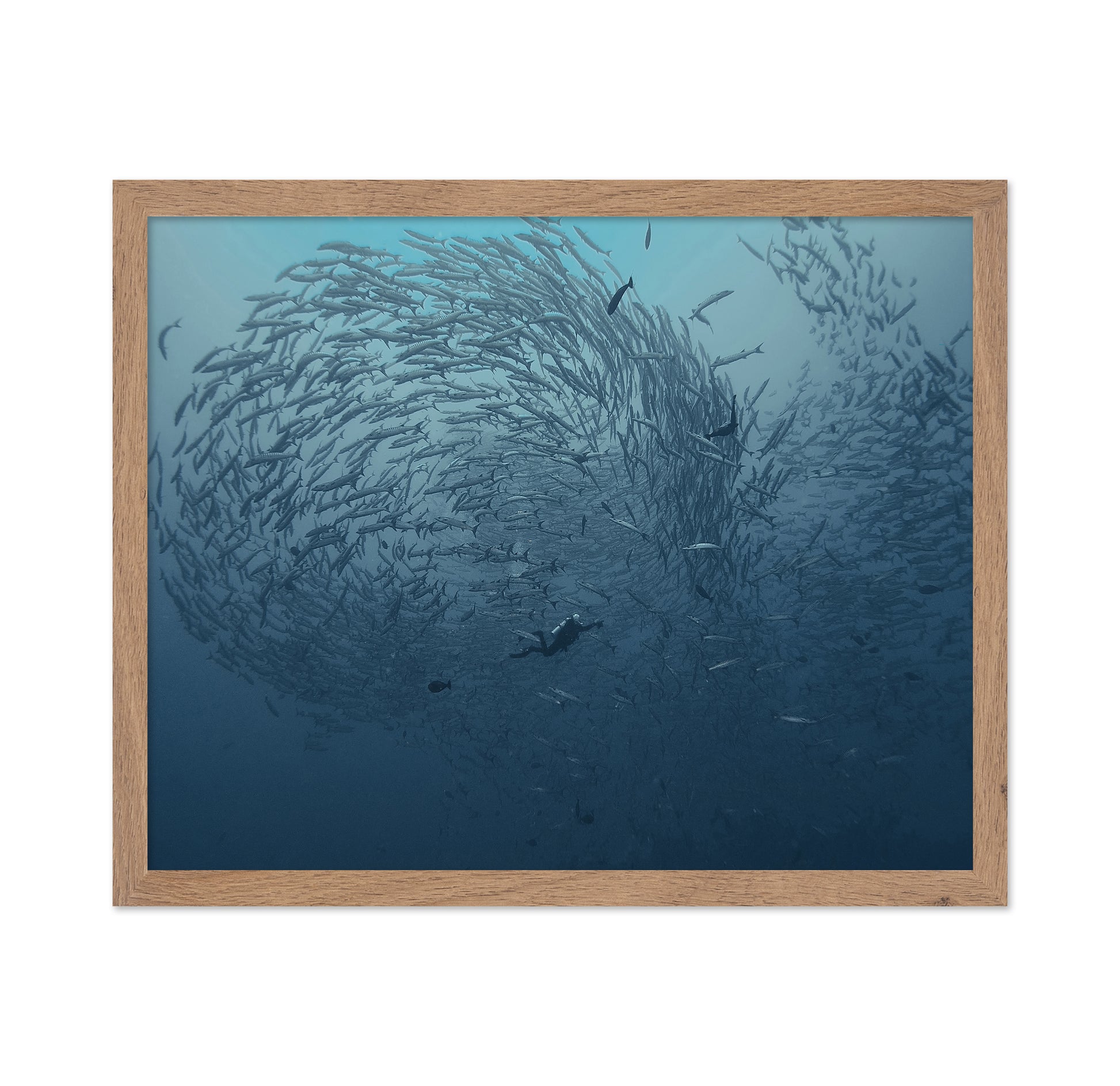 School Fish
