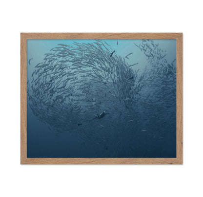School Fish