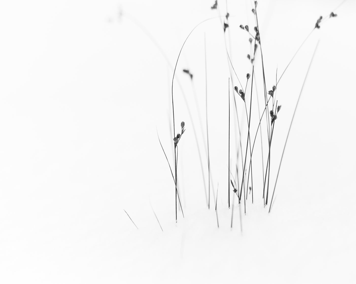 Black on White