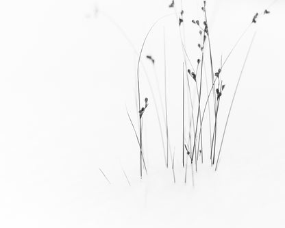Black on White