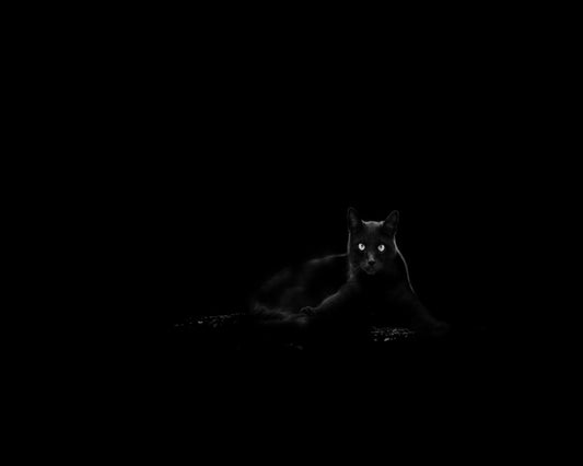 Black Cat No 4