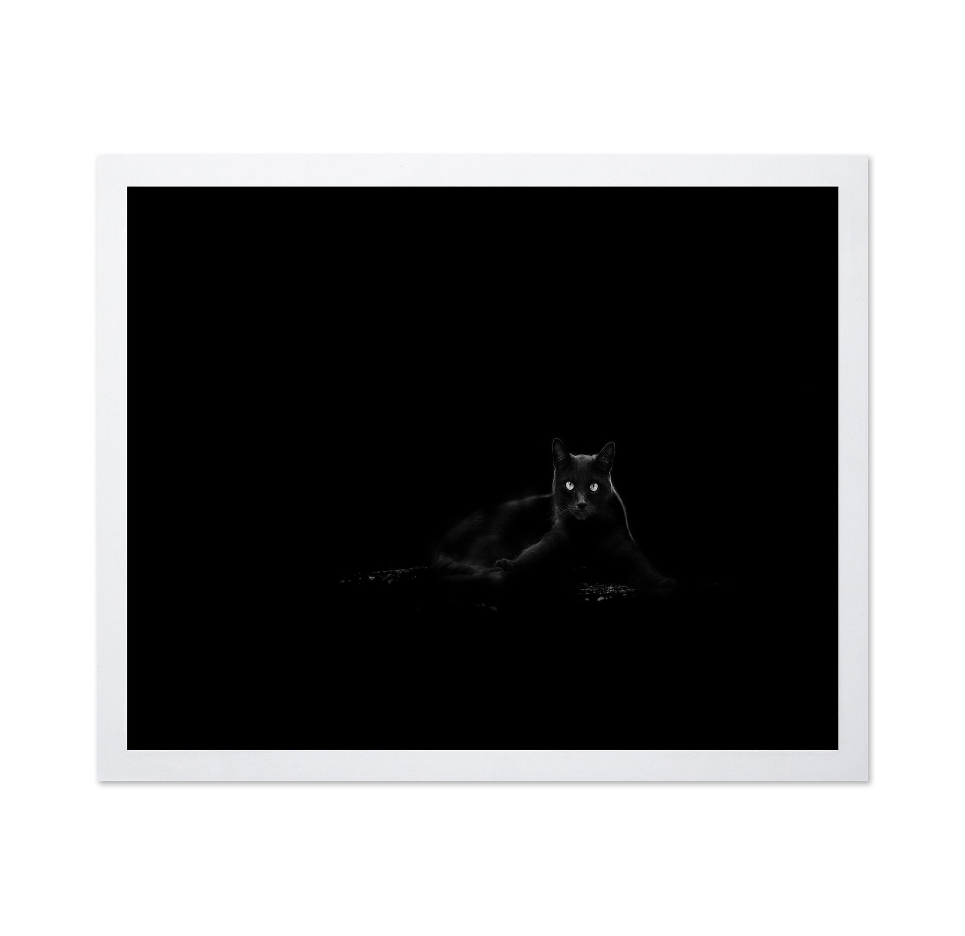 Black Cat No 4