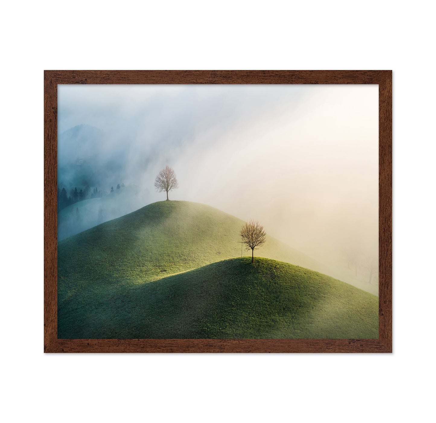 Trees On The Hill