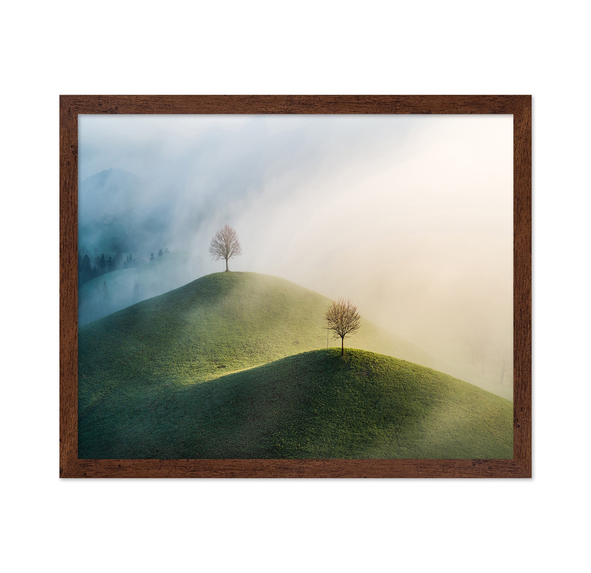 Trees On The Hill
