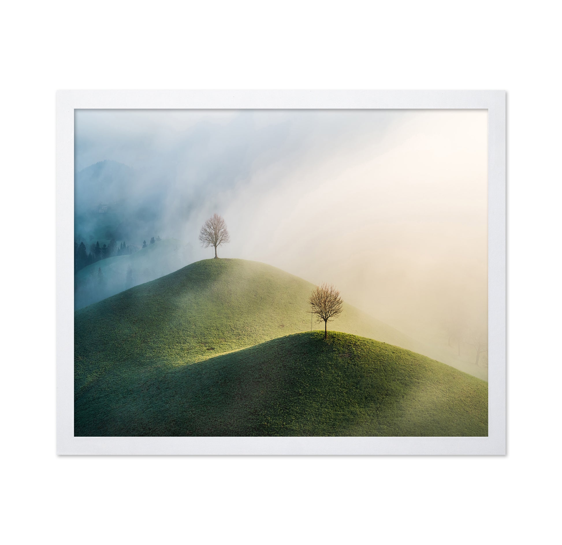 Trees On The Hill