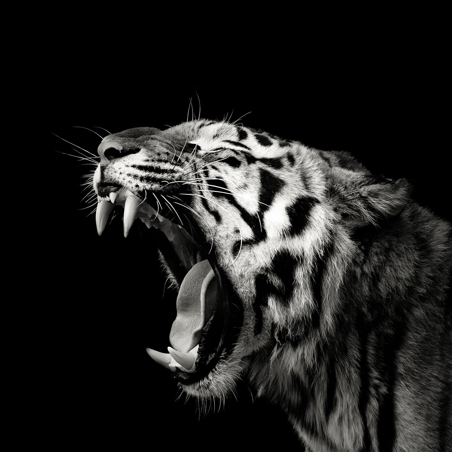 Primal Yawn