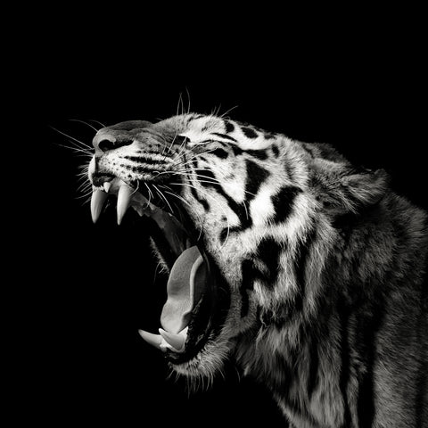 Primal Yawn
