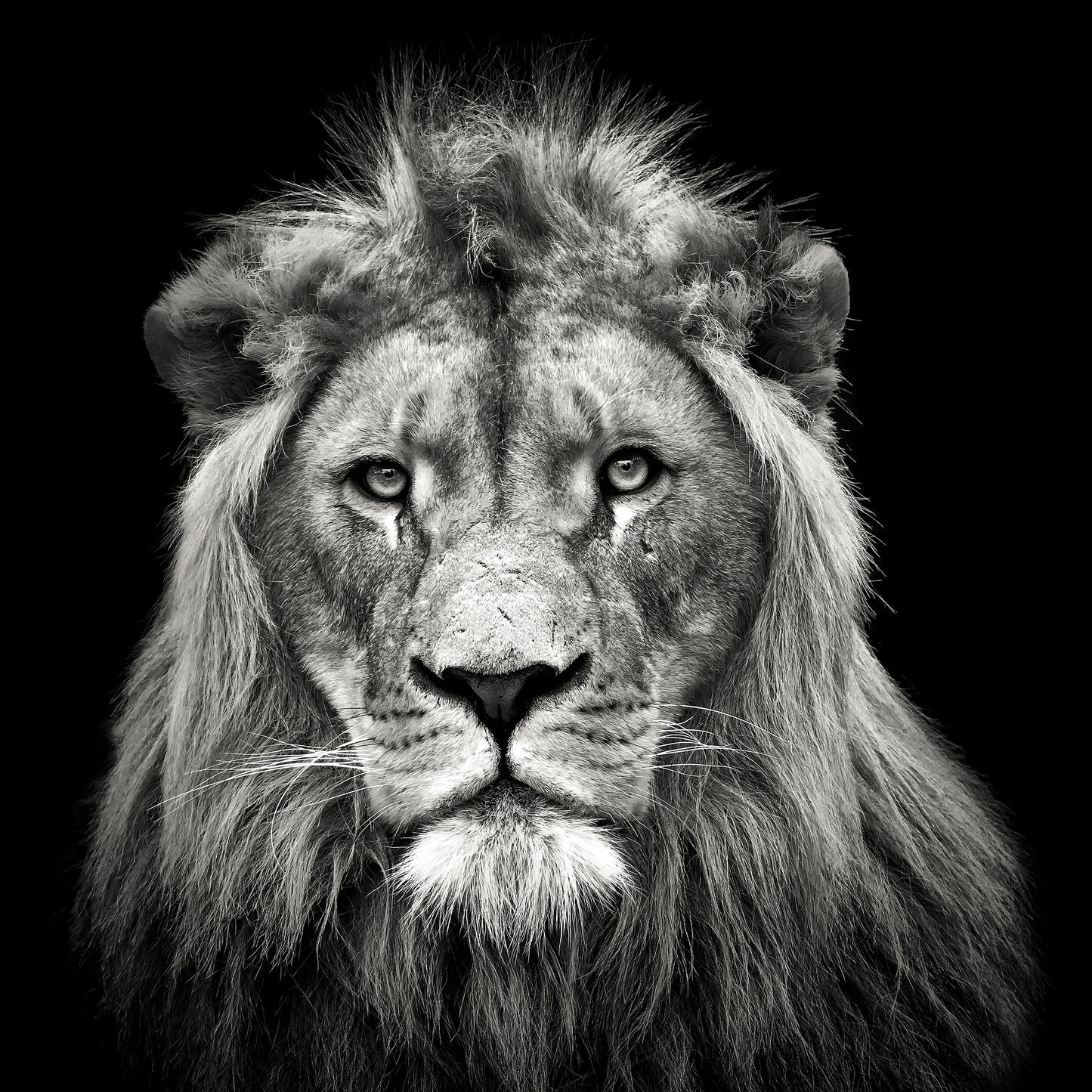 Young Male Lion