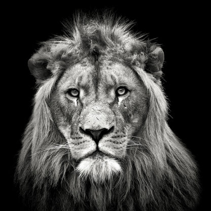 Young Male Lion
