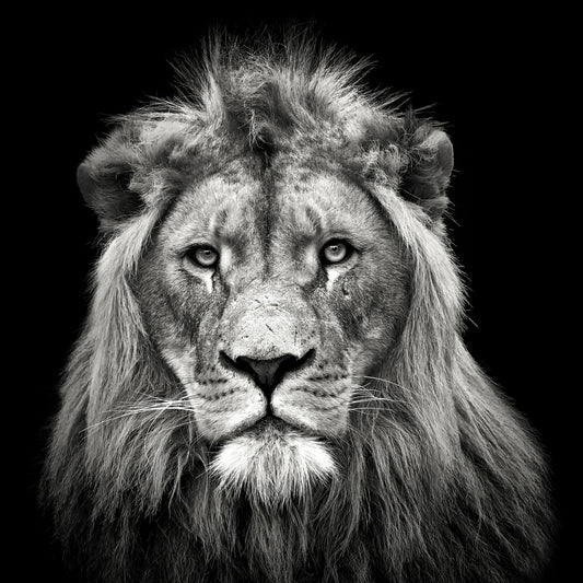 Young Male Lion