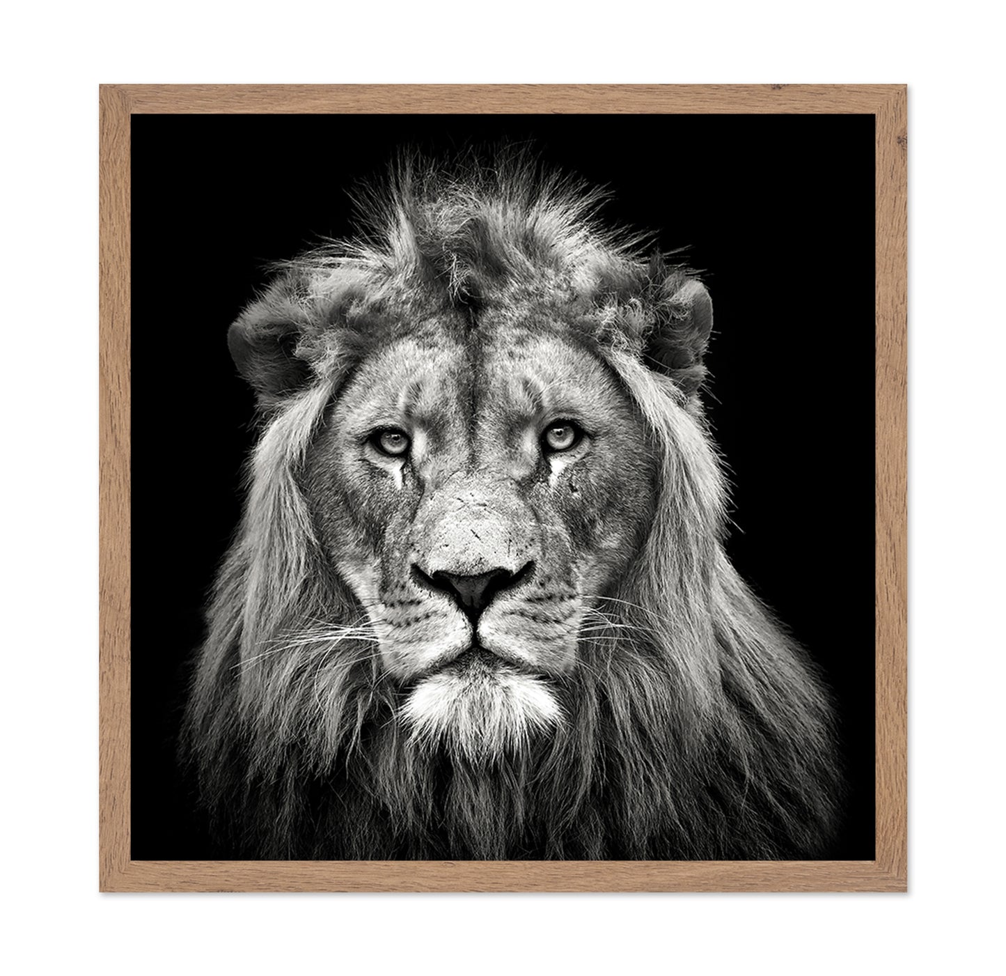 Young Male Lion