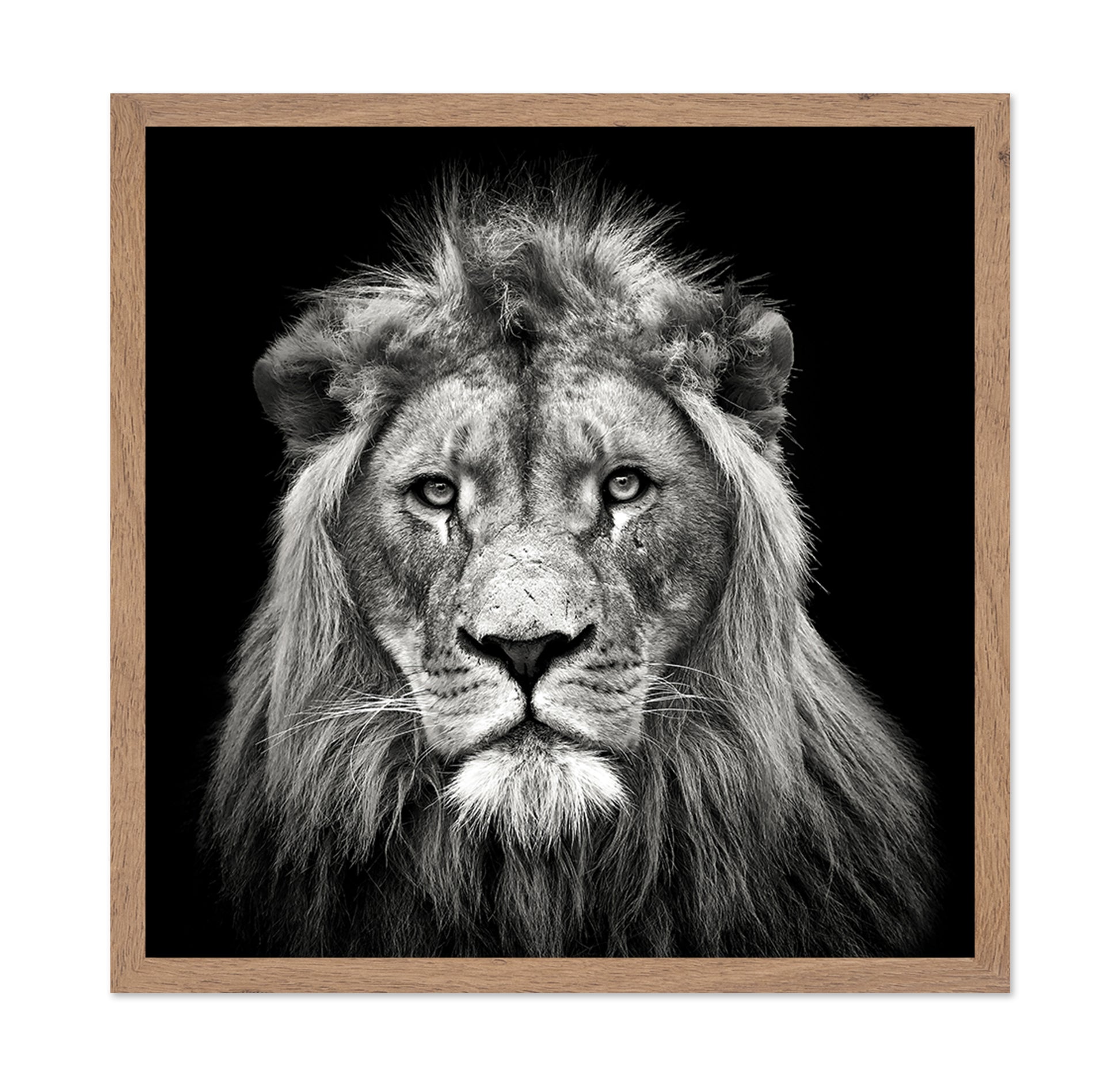 Young Male Lion