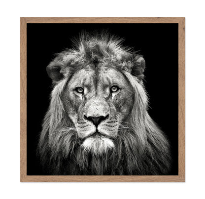 Young Male Lion