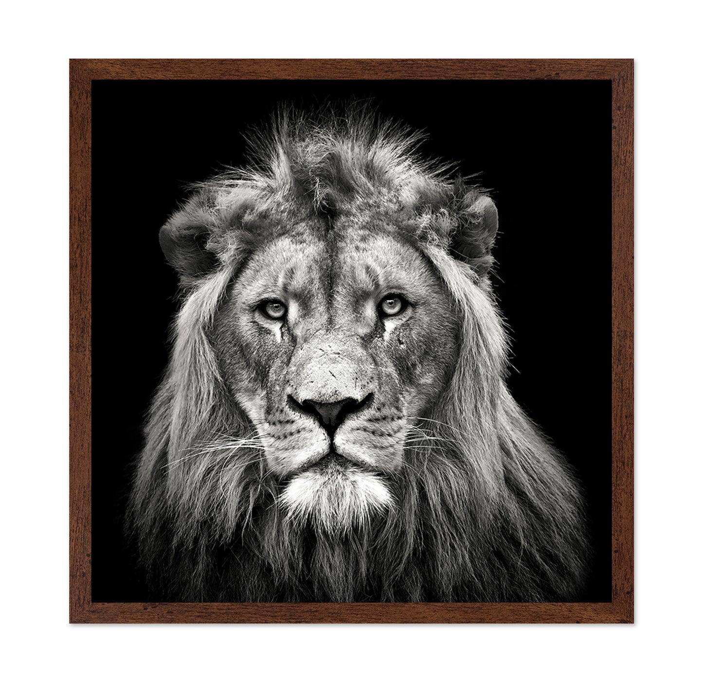 Young Male Lion
