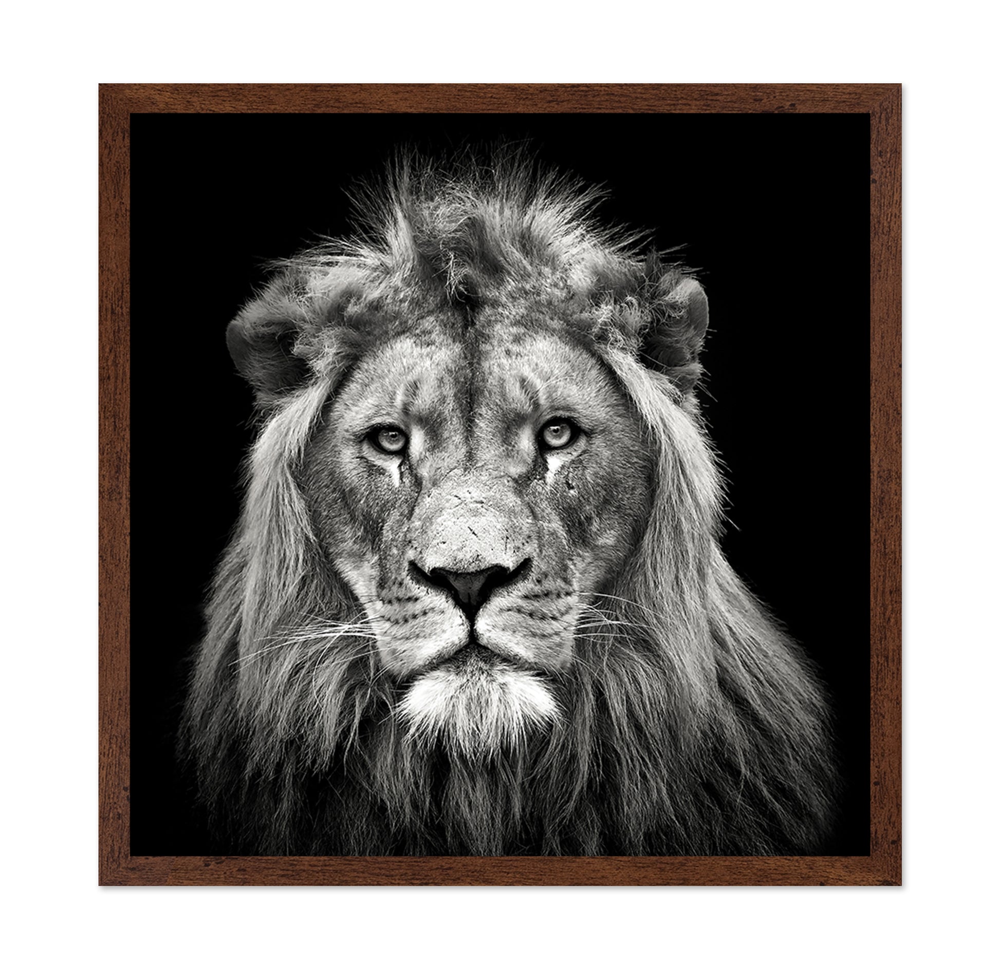 Young Male Lion