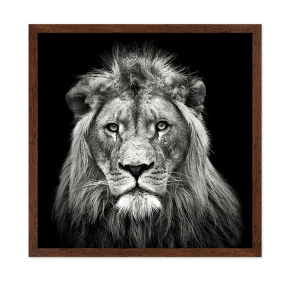 Young Male Lion