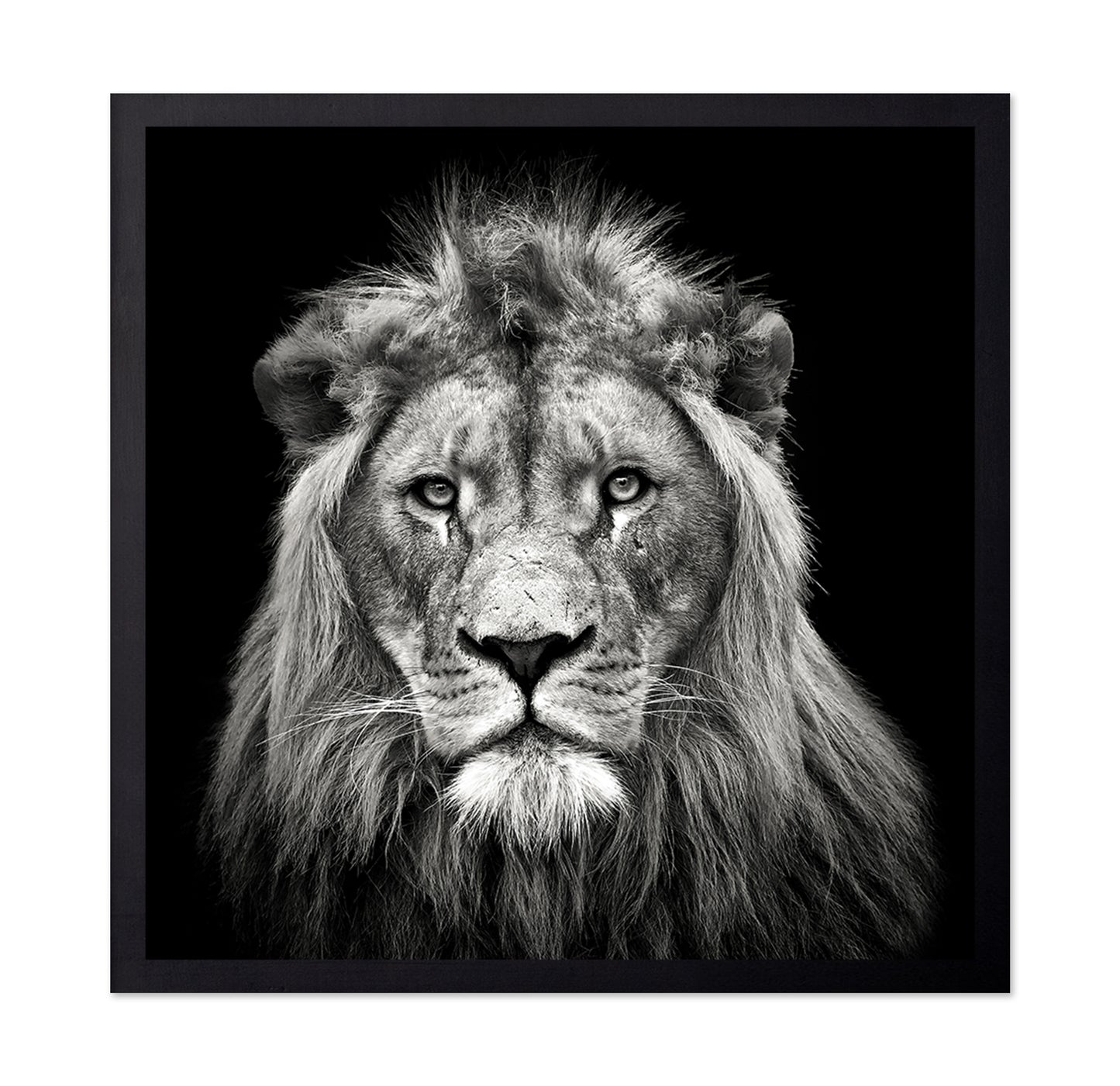 Young Male Lion