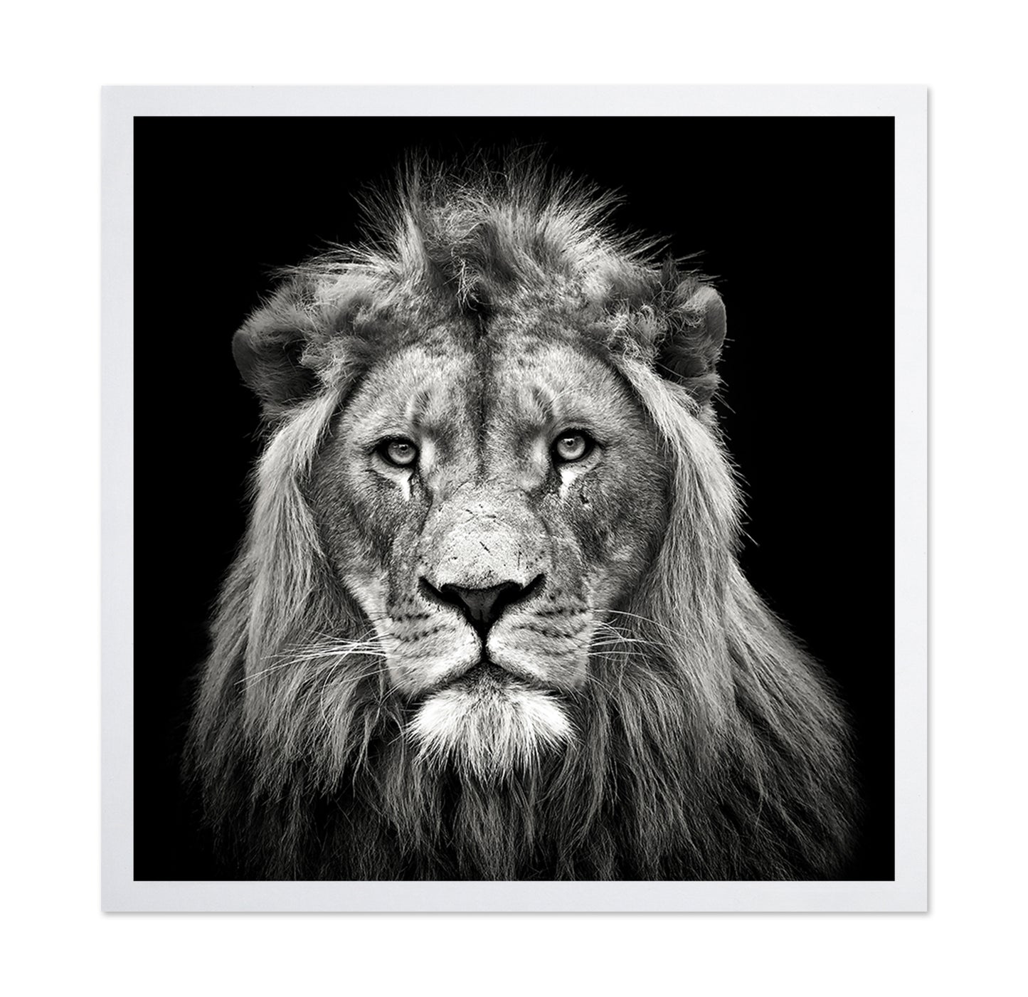 Young Male Lion