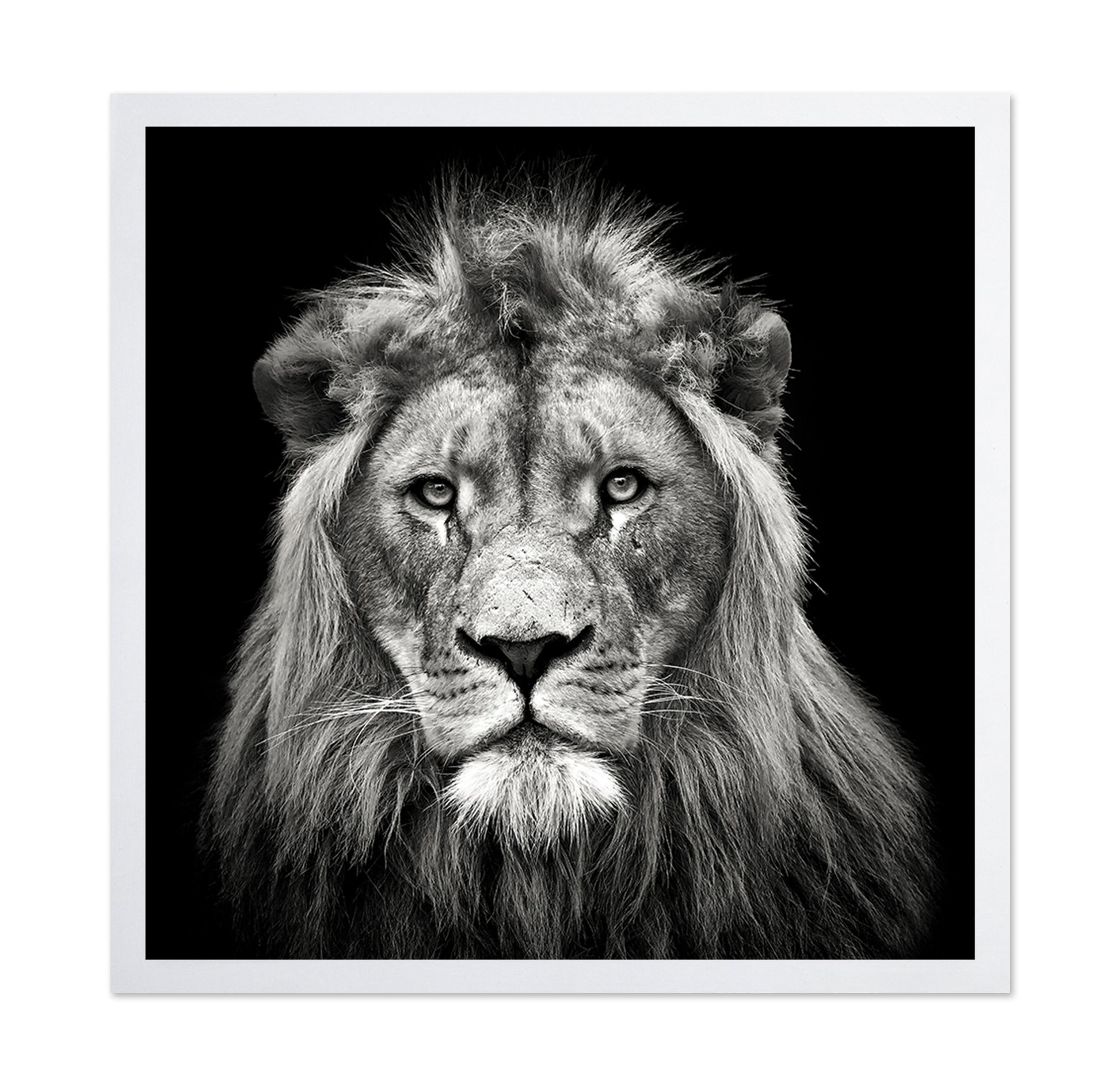 Young Male Lion