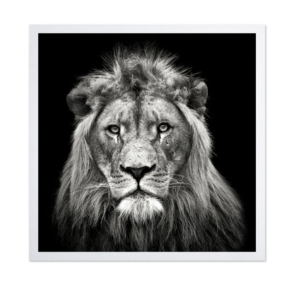 Young Male Lion