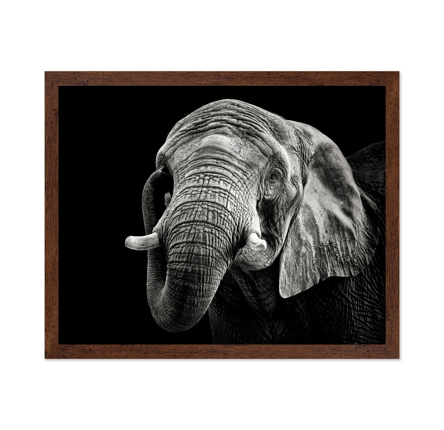 African Elephant