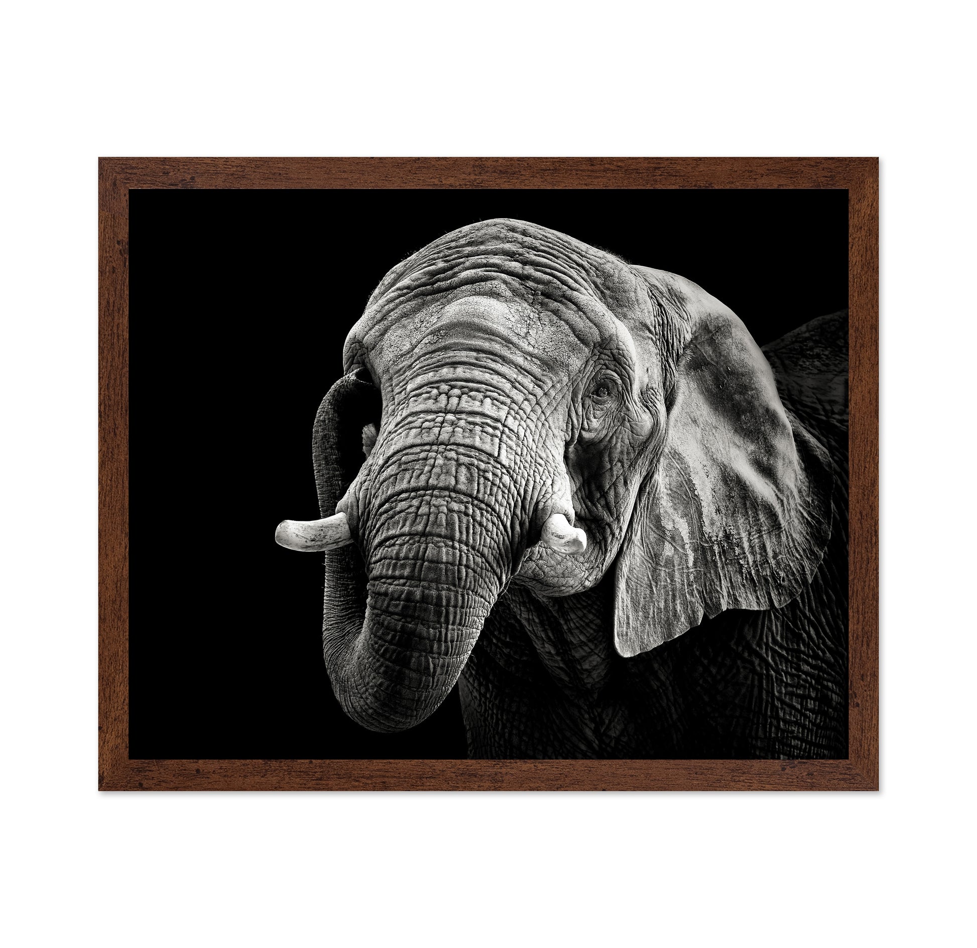 African Elephant