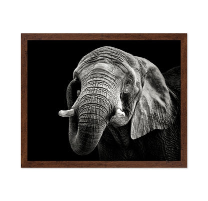African Elephant