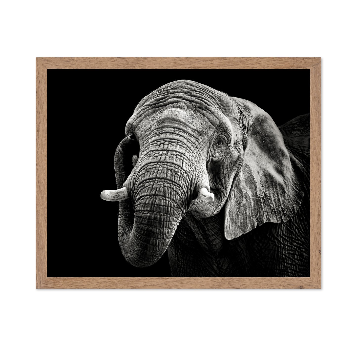 African Elephant