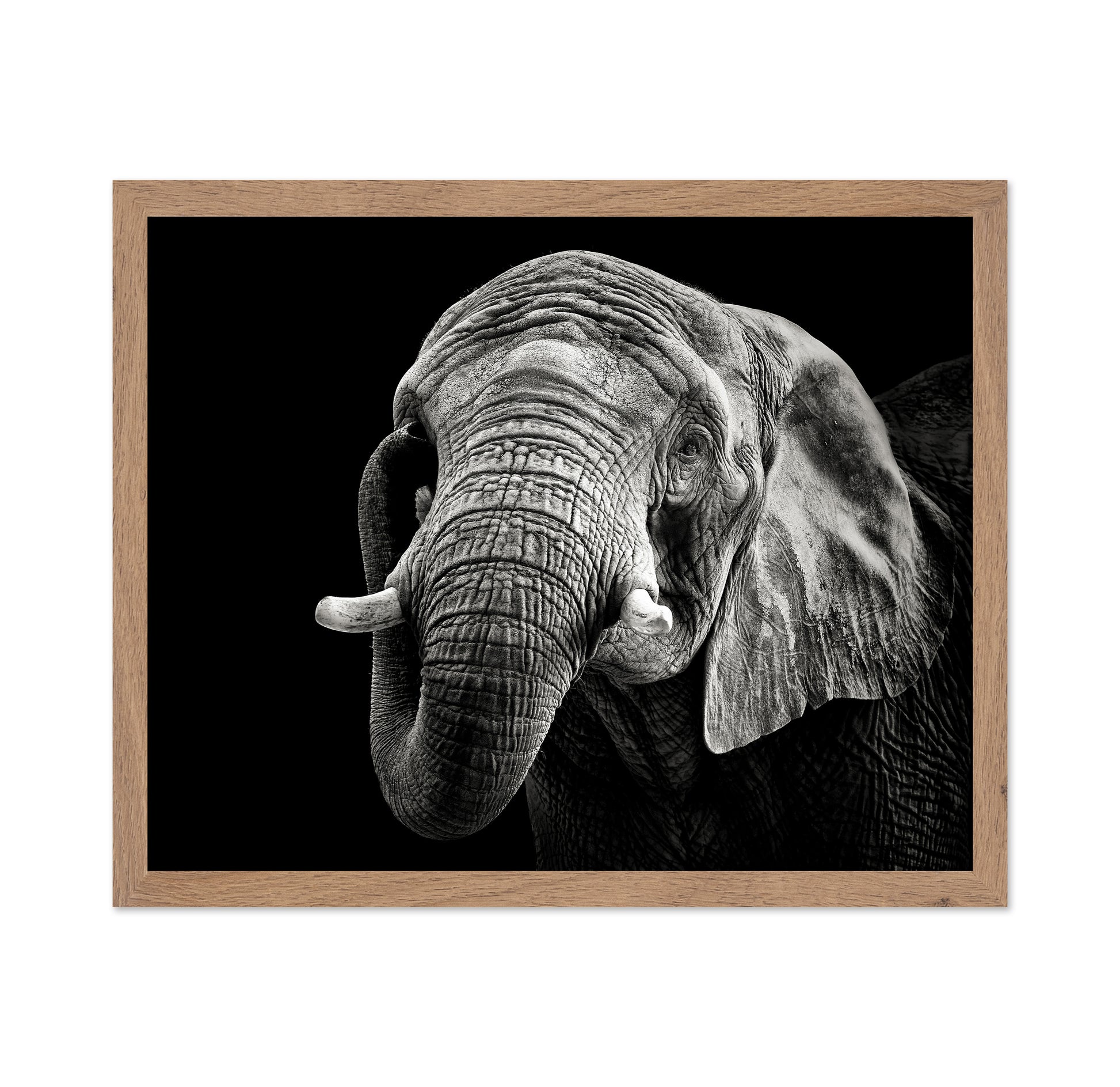 African Elephant