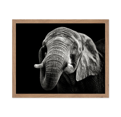 African Elephant