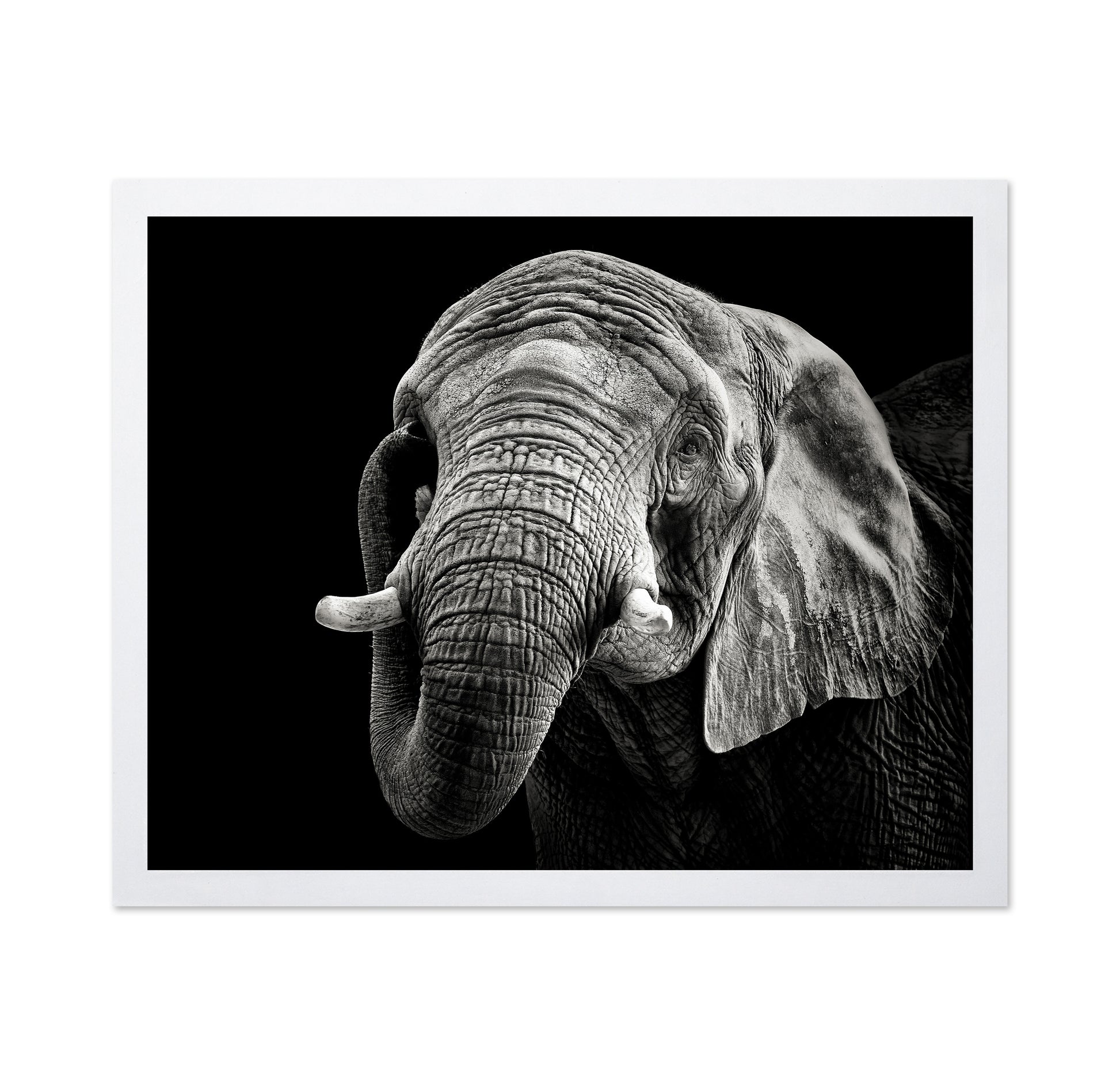 African Elephant