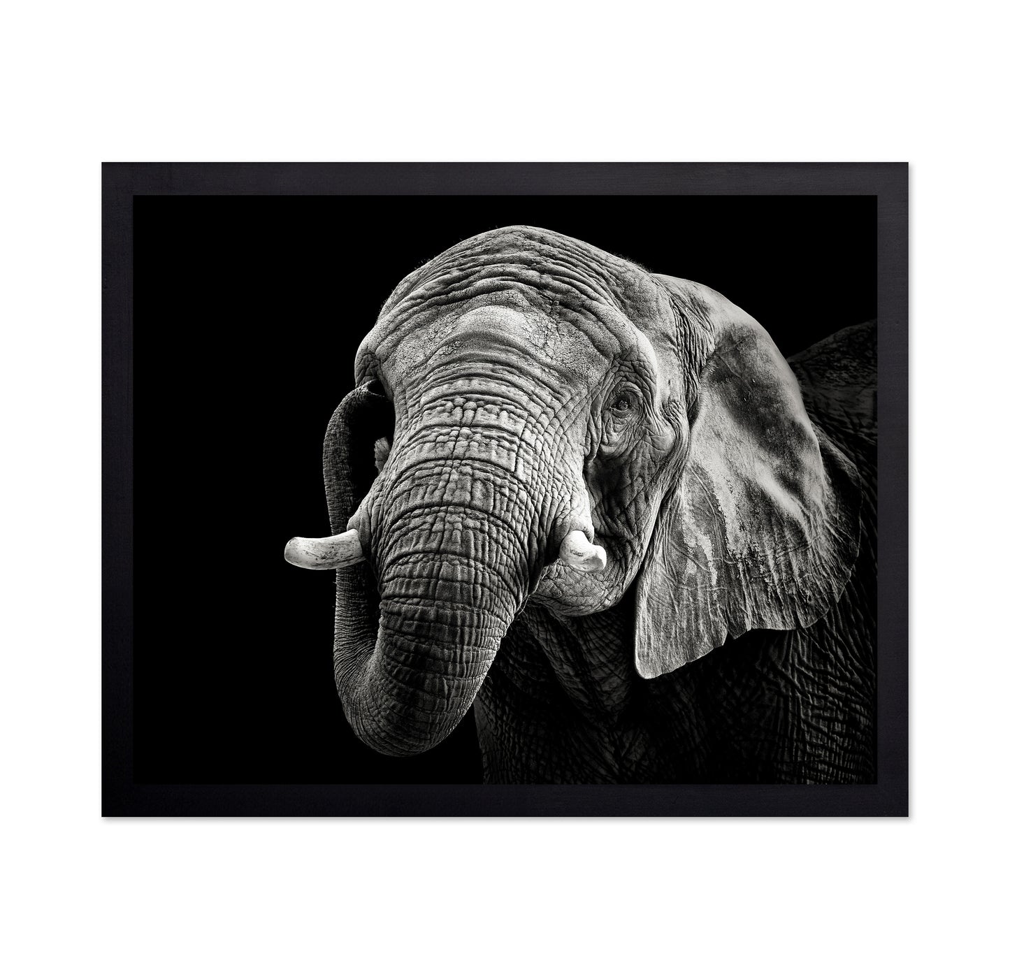 African Elephant
