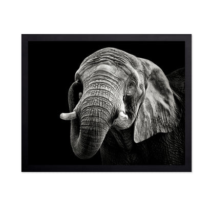African Elephant