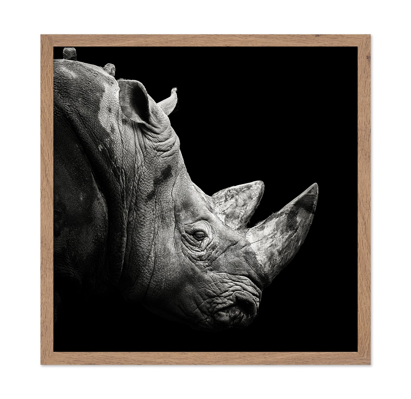 Rhino