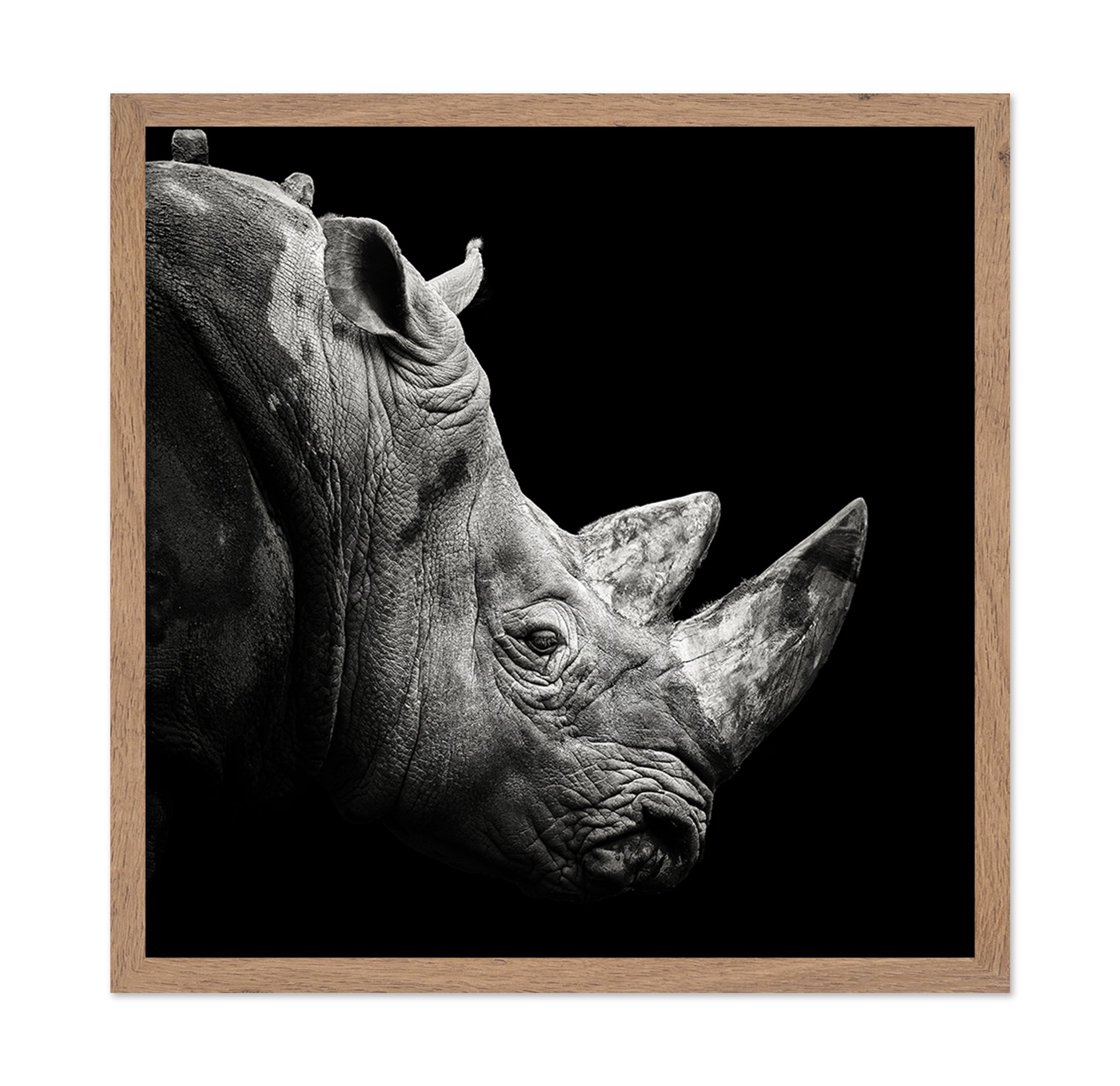 Rhino