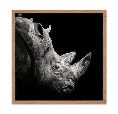 Rhino