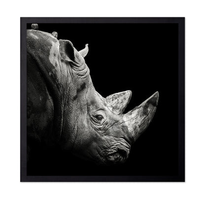 Rhino