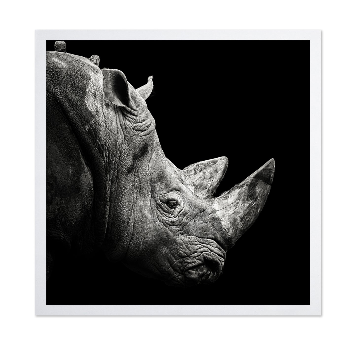 Rhino