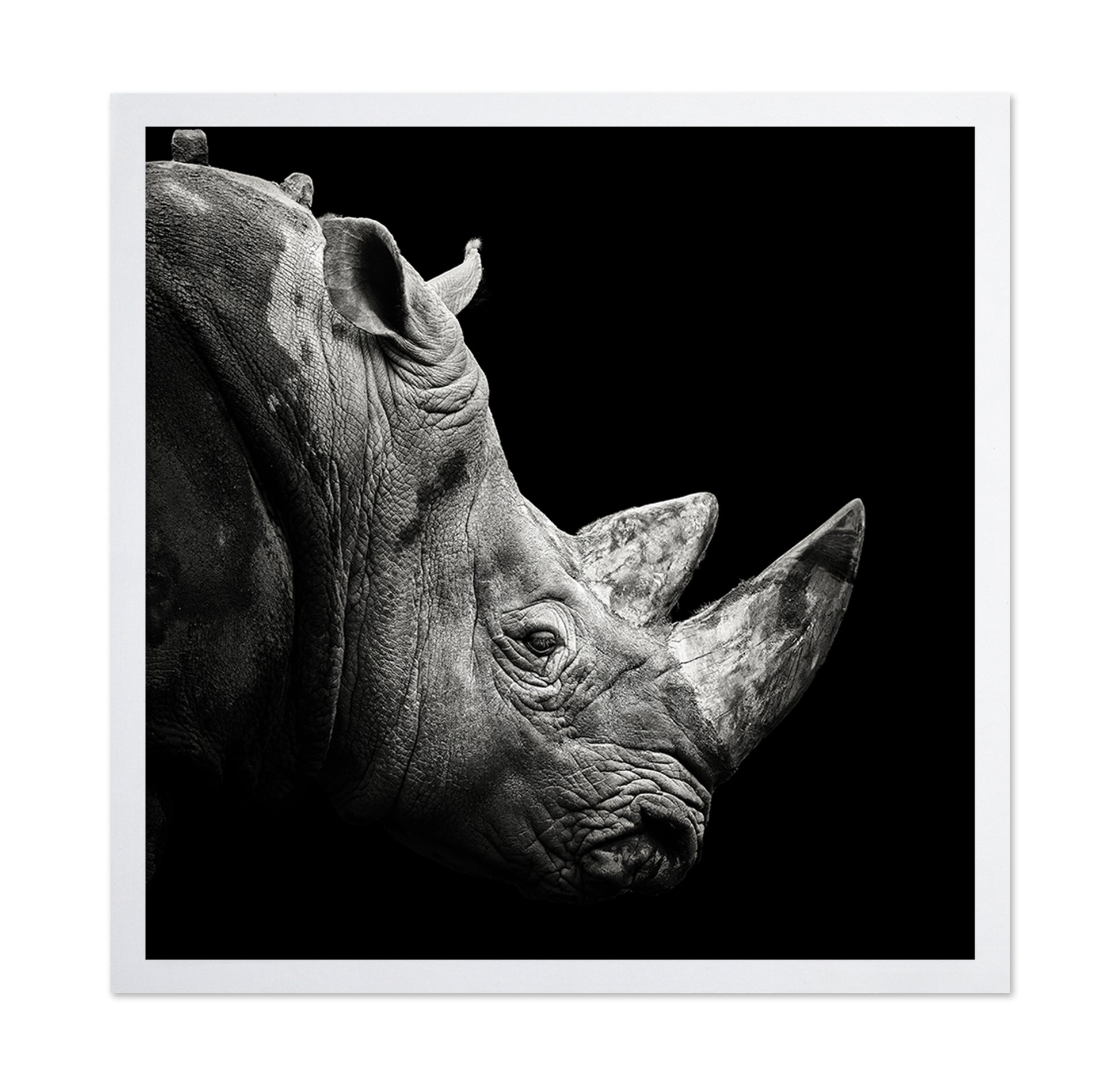 Rhino